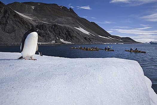 巴布亚企鹅,看,漂流者,南极