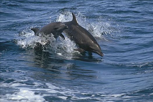 宽吻海豚,一对,跳跃,科特兹海,北下加利福尼亚州,墨西哥