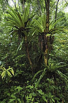 热带雨林,国家公园,马达加斯加