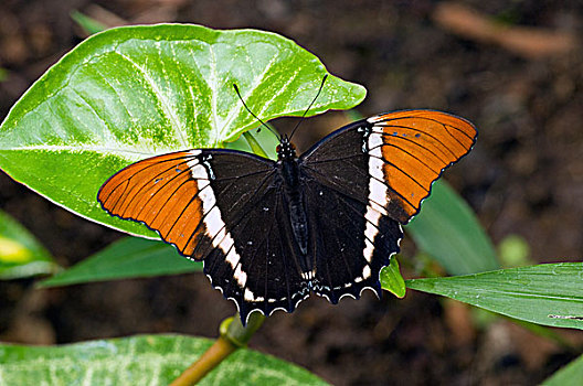 蝴蝶,厄瓜多尔