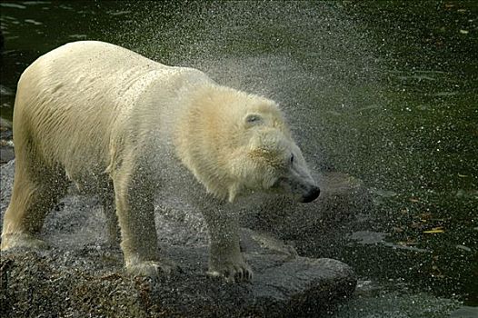 北极熊,柏林,德国