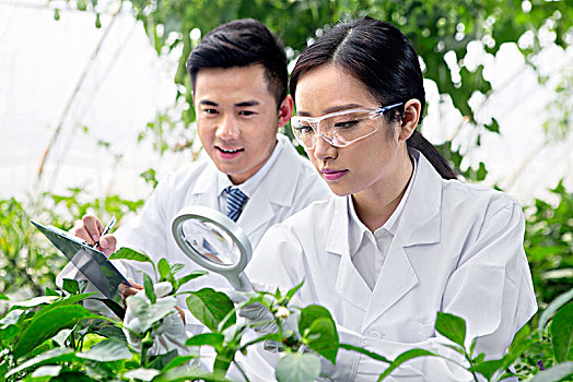 正在大棚里进行科学研究的青年男女