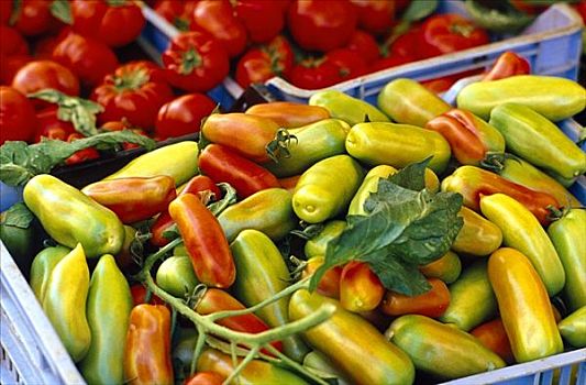 犁形番茄,西红柿,市场