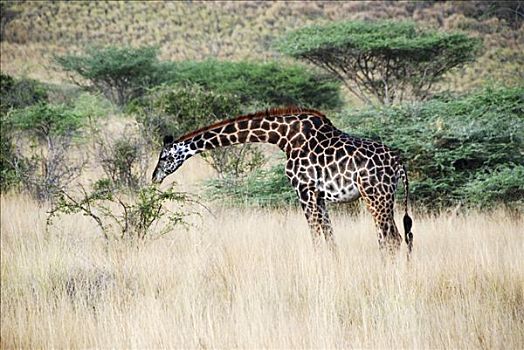 放牧,长颈鹿,萨布鲁国家公园,肯尼亚