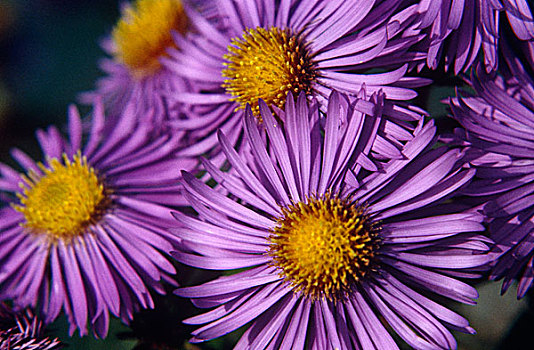 特写,紫苑属,蒲菊
