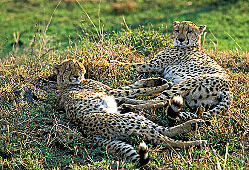 印度豹,猎豹,成年,卧,肯尼亚