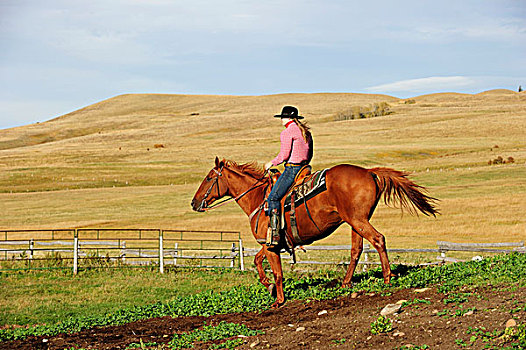 女牛仔,骑,马,草原,萨斯喀彻温,加拿大