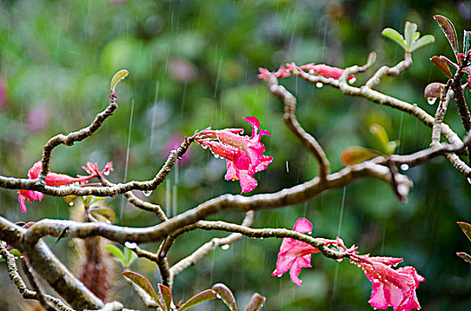 特写,粉花,树上,降雨