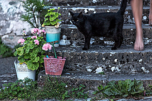 猫,石头,台阶