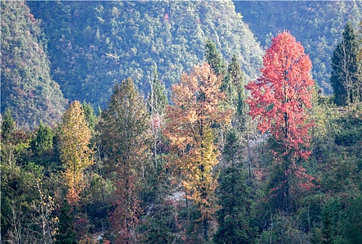 重庆酉阳,冬景迷人