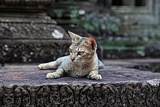 班提色玛的猫柬埔寨暹粒吴哥