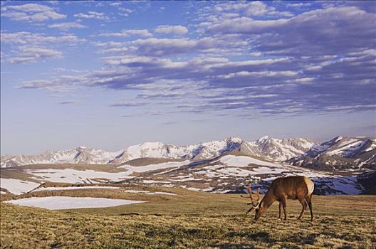 麋鹿,北美马鹿,鹿属,鹿,雄性动物,放牧,高山,苔原,落基山国家公园,科罗拉多,美国