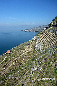 阶梯状,葡萄园,上方,日内瓦湖,拉沃,区域,靠近,洛桑,沃州,西部,瑞士
