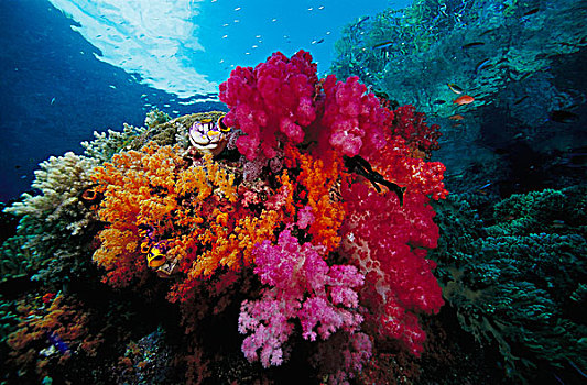 软珊瑚,礁石,景色,印度尼西亚