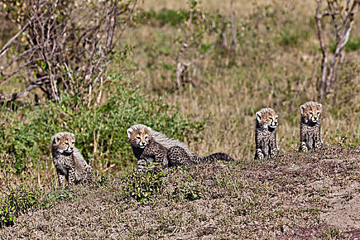 印度豹,猎豹,幼兽,马赛马拉国家保护区,肯尼亚,东非,非洲