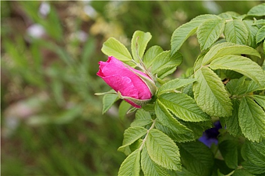 玫瑰花蕾