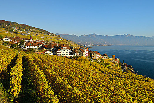 葡萄园,秋天,日内瓦湖,乡村,拉沃,沃州,瑞士,欧洲