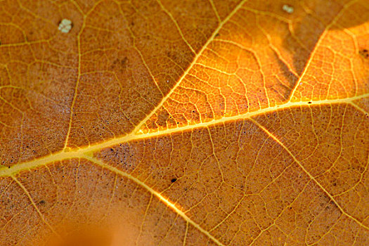 橡树叶,橡树,栎属,特写,秋天