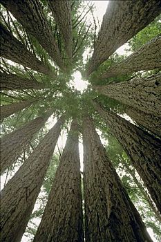 室内,沿岸,红杉,圆,树干,靠近,门多西诺角,加利福尼亚