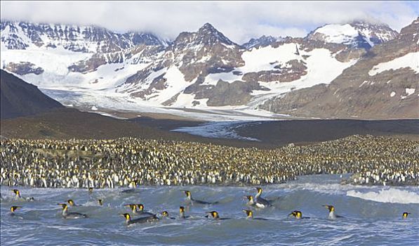 帝企鹅,栖息地,筏子,鸟,游泳,洗,清洁,羽毛,山脉,背景,南乔治亚,南大洋,南极辐合带
