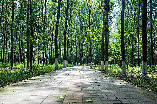 杨树林与整洁的人行道