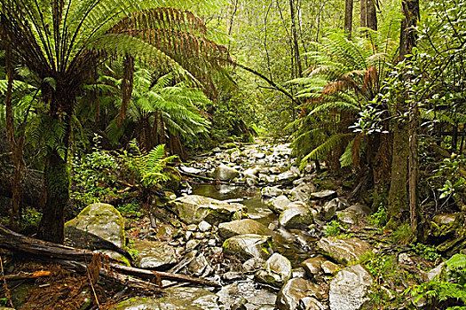 溪流,雨林,维多利亚,澳大利亚