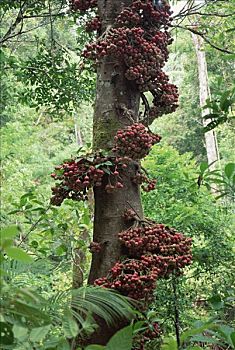 无花果,壳,榕属植物,重,树干,苏拉威西岛,印度尼西亚