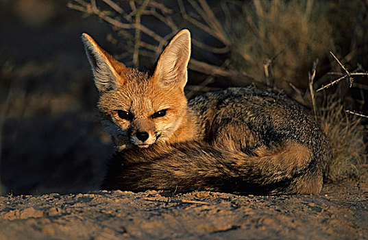 角狐,卡拉哈迪大羚羊国家公园,卡拉哈里沙漠,南非,非洲