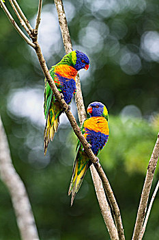 彩虹,彩虹鹦鹉,一对,阿瑟顿高原,昆士兰,澳大利亚