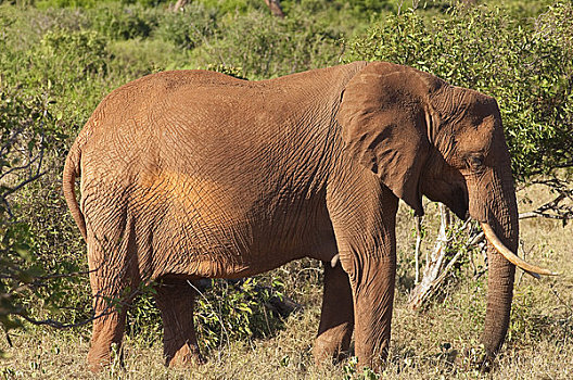 大象,查沃,国家公园,肯尼亚
