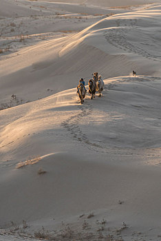 中国内蒙古晴天下的沙漠和骆驼
