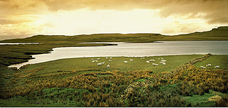 风景,绵羊,斯凯岛,苏格兰