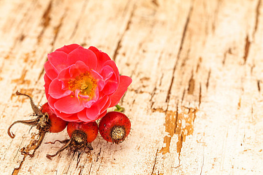 花,藤蔓玫瑰,木板
