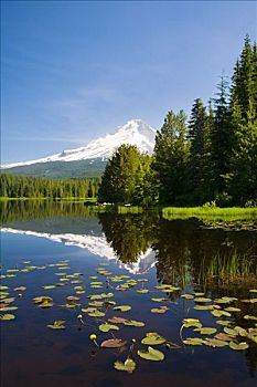 胡德山,延龄草,湖