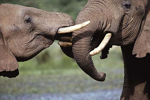 大象,玩,马赛马拉,肯尼亚