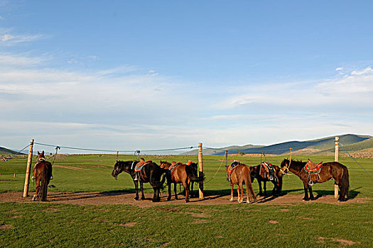 蒙古,马,马鞍,站立,乡村,鄂尔浑,瀑布,正面,蒙古包,亚洲