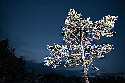 松树,暗淡,天空,瑞典