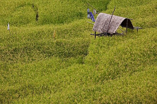 小屋,稻田,喜马拉雅王国,不丹