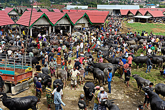 水牛,市场,苏拉威西岛,岛屿,印度尼西亚,东南亚