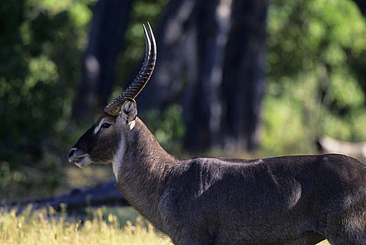 博茨瓦纳,奥卡万戈三角洲,莫瑞米,野生动植物保护区,水羚,雄性,特写