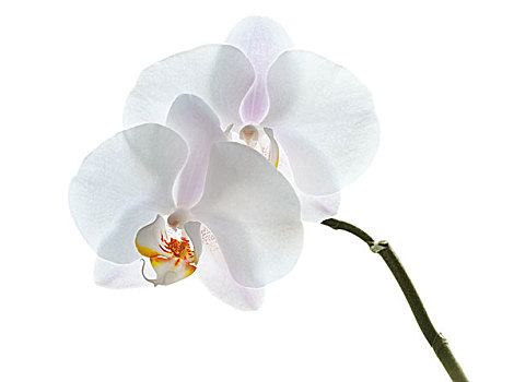 蝴蝶兰属,白色,兰花,隔绝,白色背景,背景,正面