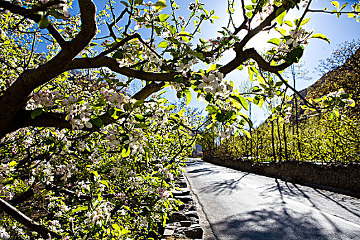 四川阿坝州小金苹果园,苹果花