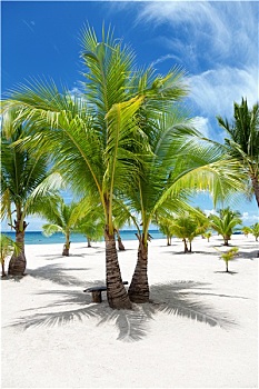 棕榈树,天堂岛