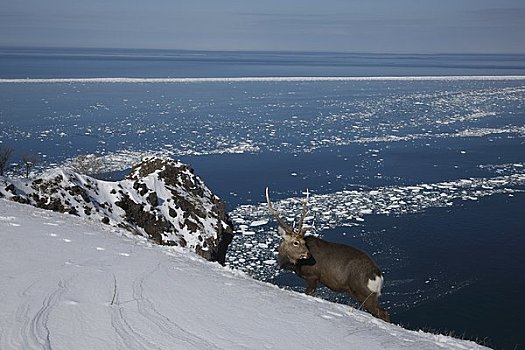 鹿,浮冰