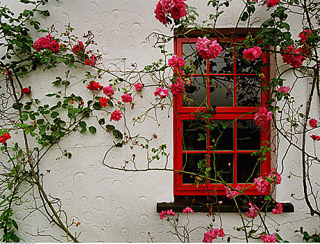窗户,攀登,玫瑰