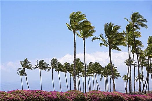 棕榈树,摇动,风,科纳海岸,夏威夷,美国