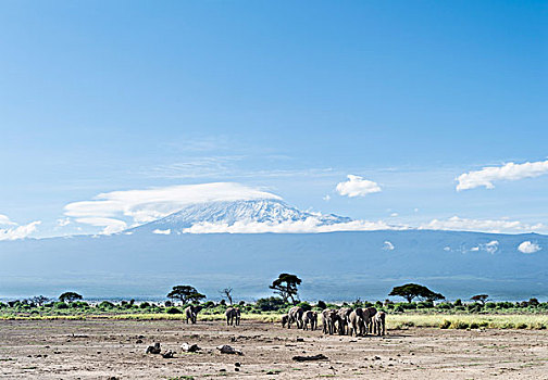 非洲,灌木,大象,非洲象,巨大,牧群,正面,乞力马扎罗山,安伯塞利国家公园,肯尼亚,大幅,尺寸
