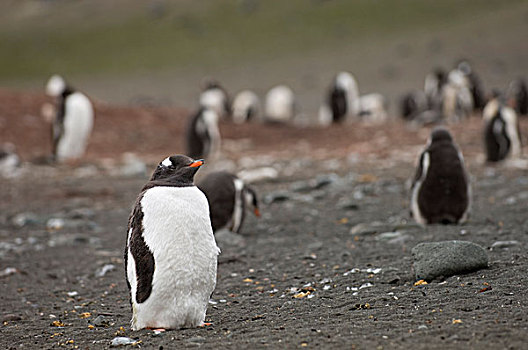 南极,南设得兰群岛,岛屿,巴布亚企鹅