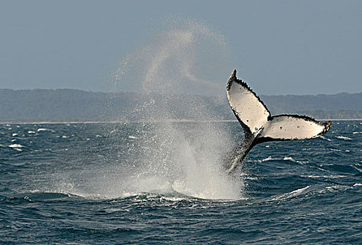 尾部,鳍状物,驼背,鲸,正面,岛屿,赫维湾,昆士兰,澳大利亚