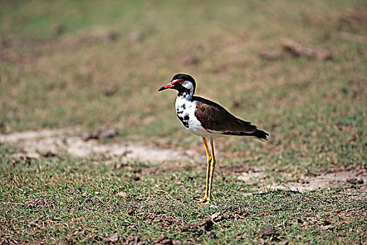 田凫,不成熟,羽毛,国家公园,斯里兰卡,亚洲